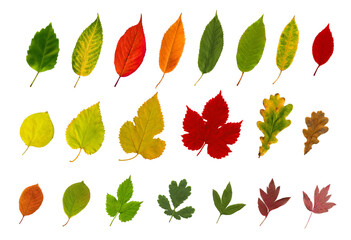 Big collection of autumn leaves isolated on white background for fall design.