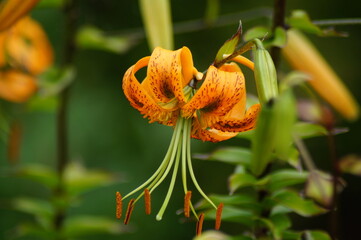 Beautiful bloom of the tiger lily