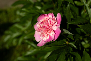 Flowers in the garden. Beautiful flowers on the street.