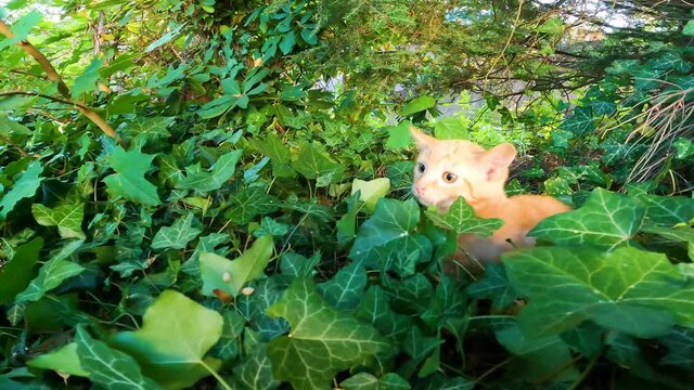 BABY TIGER CAT PUB FIRST TIME OUTSIDE SEEING A CAMERA 2 NEW FACES AND A DOG INTERESTED PLAYFUL KITTEN IN GARDEN