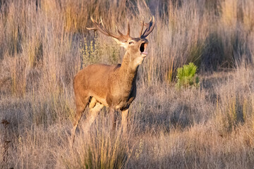 Male deer in rutting season. Wild red deer (Cervus elaphus). The rut,annual period of sexual activity in deer, during which the males fight each other for access to the females is the mating season