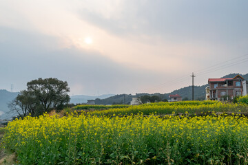 The setting sun made the rape flowers in the rape flower field golden