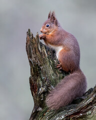Naklejka na ściany i meble Red Squirrel perched on a tree stump eating a nut with a grey background. 