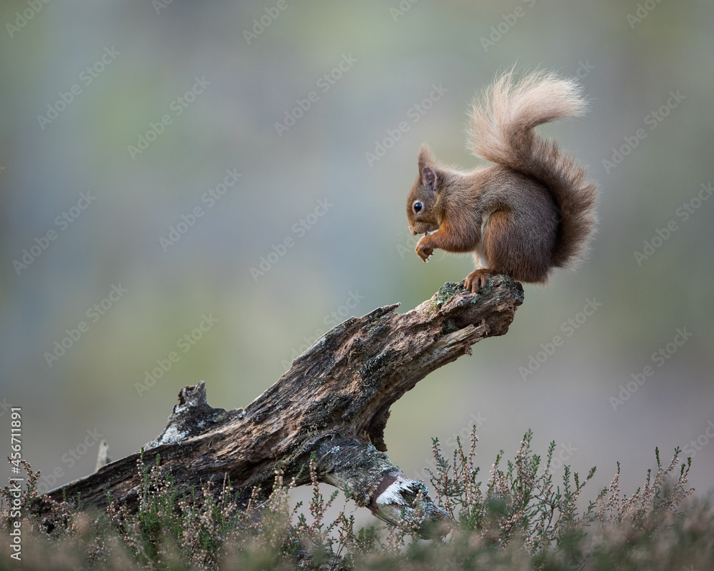 Wall mural red squirrel percehd on the end of log with a blue/green background. taken in the cairngorms nationa