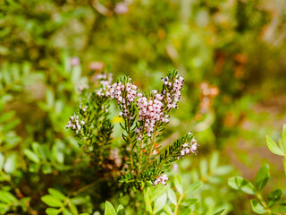flowers and trees of pine forest in mallorca, balearic islands, europe