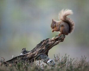 Rode eekhoorn waargenomen op het einde van log met een blauw/groene achtergrond. Genomen in het Cairngorms National Park, Schotland.
