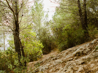 flowers and trees of pine forest in mallorca, balearic islands, europe