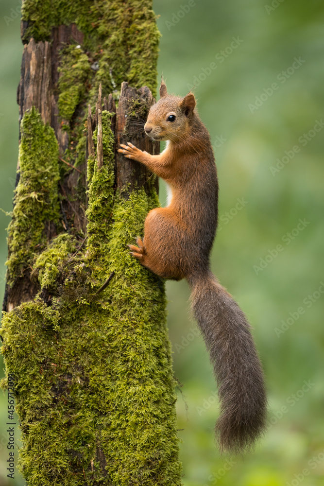Sticker red squirrel running up a moss covered tree with a green background.