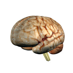 CGI 3d render of a human brain
