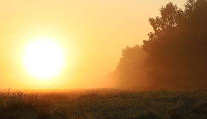 Sunset over the fields of grain with trees in the distance.