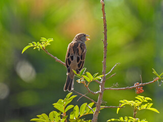 bird on a branch (Sparrow)