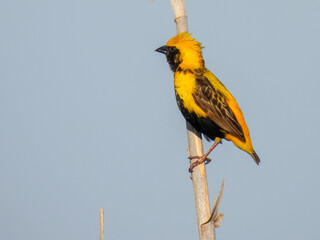 Euplectes afer (Yellow-crowned bishop)