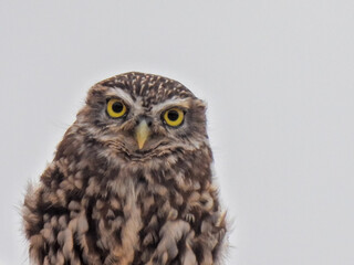 Naklejka premium Strix (Owl of the genus)