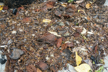 selective focus close up dirty and wet soil in land  for agriculture