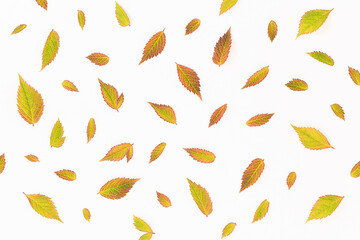 Autumn background of yellow leaves
