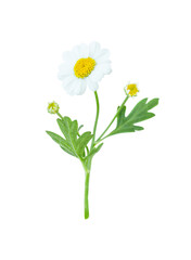 Flower of camomile isolated on white background	