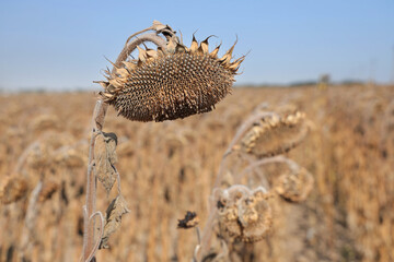 Ripe dry sunflower with seeds ready for harvest. Close-up on natural background. 