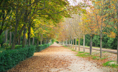 caminos de bosques frondosos en primavera, pinos, flores, naturaleza, otoño en Aranjuez, Madrid, España.