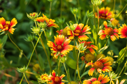 group of Firewheel flowers that are taking over the garden