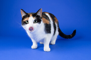 White and Dark Cat with Tongue Out