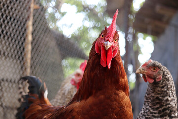Red rooster and hen on a farm, poultry concept. Chicken coop in countryside