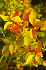 Beautiful multi-colored foliage of a hawthorn bush in the sunset light. Autumn natural background with bright scenic yellow, orange and red leaves. Greeting card for the autumn holiday