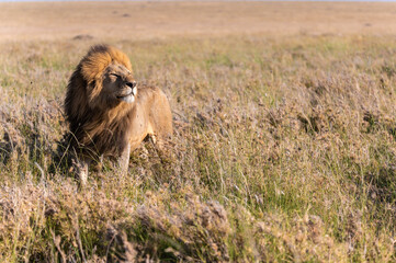 The lion king looking around in Serengueti National Park, Tanzania.