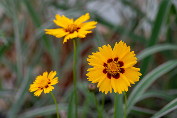 Coreopsis grandiflora bright yellow flowering plant, group of petal ornamental flowers in bloom