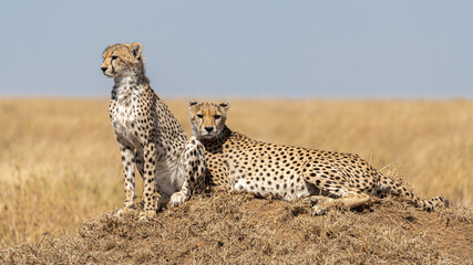 Cheetah (Acinonyx jubatus)  resting on an elevation of ground in Serengueti National Park, Tanzania. © Santiago Vigo