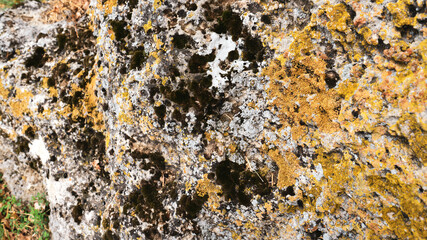 Old gray stone wall with moss texture background