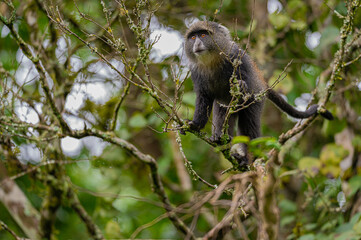 Blue monkey on a tree branch (Cercopithecus mitis) in Arusha  National Park, Tanzania