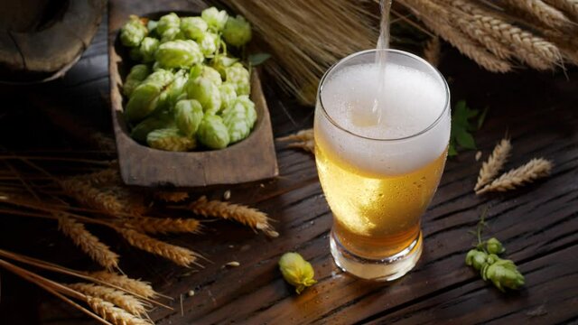 Stream of fresh beer is poured into a glass of craft unfiltered beer, with ripe beer hops, ears of barley and the spirit of a home brew in the background. 