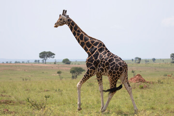 Naklejka na ściany i meble Rothschild's giraffe (Giraffa camelopardalis rothschildi) is a subspecies of the Northern giraffe and one of the most endangered distinct populations of giraffe