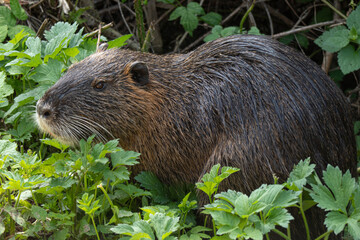 nutria eating grass