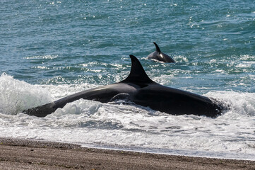 Killer whale stranding on the beach, Peninsula valdes, Patagonia Argentina