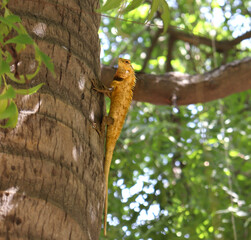 Oriental garden lizard Reptile in the tree standing