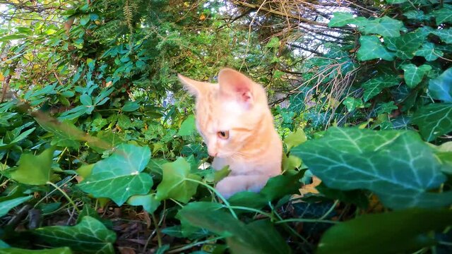 BABY TIGER CAT PUB FIRST TIME OUTSIDE SEEING A CAMERA 2 NEW FACES AND A DOG INTERESTED PLAYFUL KITTEN IN GARDEN