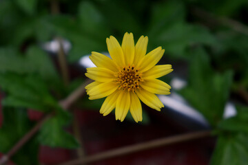 single small yellow sunflower flower in the greenery background