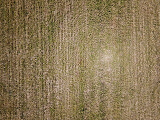 Wheat plantation shooted with drone