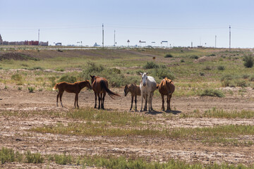 horses in Kazakhstan graze in the steppe, free-range horses, domestic animals in Kazakhstan, horses free