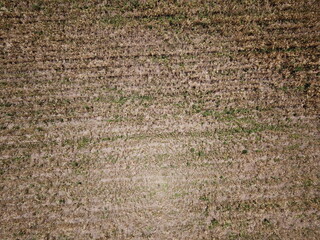 Wheat plantation shooted with drone