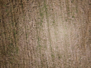 Wheat plantation shooted with drone