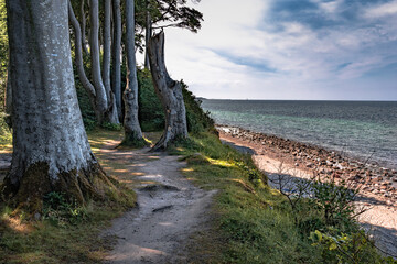 Wald auf der Steilküste an der Ostsee, Heiligendamm, Mecklenburg-Vorpommern, Deutschland
