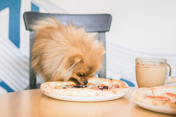 Small orange Pomeranian Spitz is sitting in cafe with pizza and cup of coffee. Dog friendly cafe.