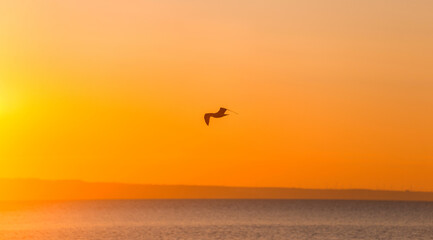 Silhouette of a flying seagull over a beautiful sunrise sea landscape.