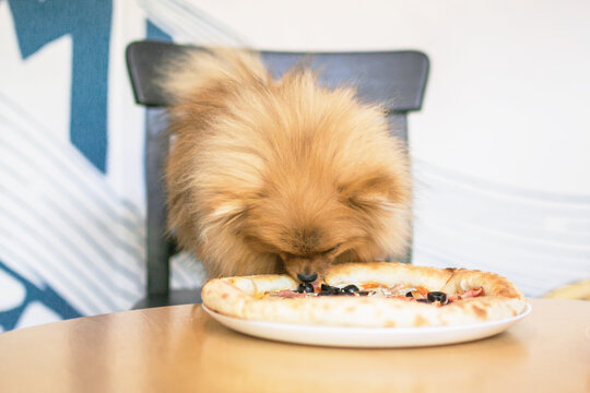 Small orange Pomeranian Spitz is sitting in cafe. Dog eating pizza at the table. Dog friendly cafe.