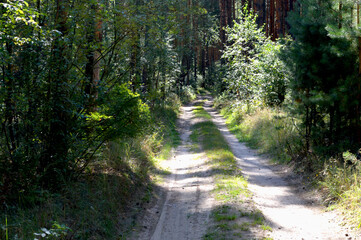 road in the forest. Country road.