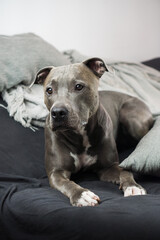 Close-up of a Pit Bull dog at home. Lying on the couch. Selective focus.