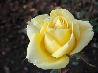 yellow rose in the garden