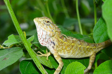 Lizards on the leaves, lizard on the green leaves.